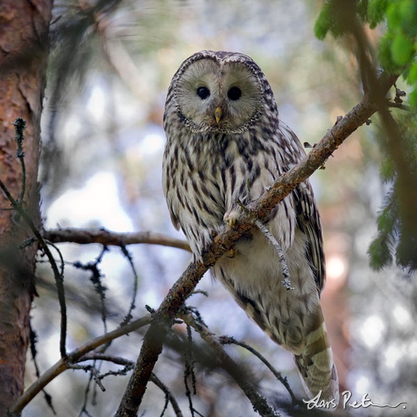 Ural Owl perched on a small branch at daytime by Lars Petersson
