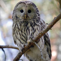 Ural Owl