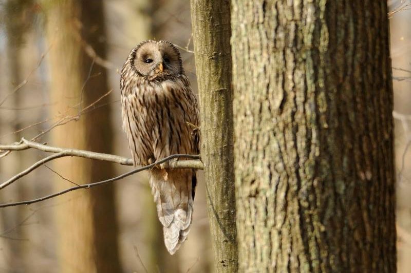 A Ural Owl perched on a branch looks up by Piotr Bednarek