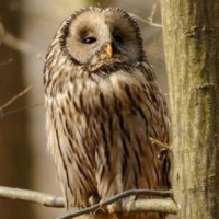 Ural Owl