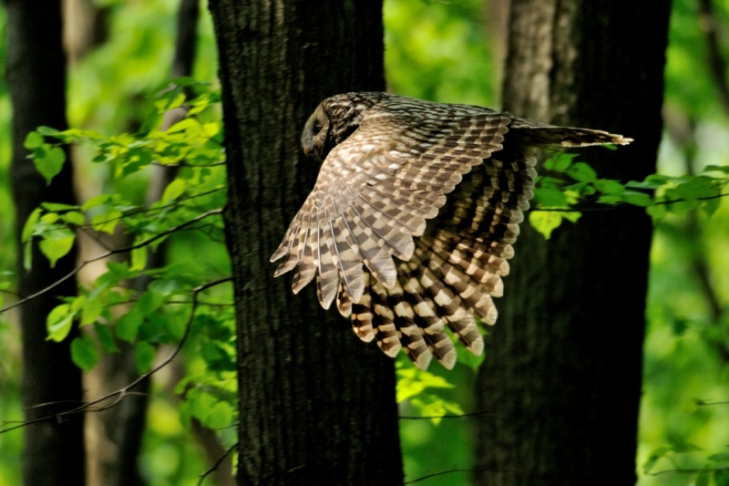 A Ural Owl flies through the forest by Piotr Bednarek