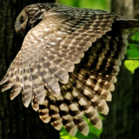 Ural Owl