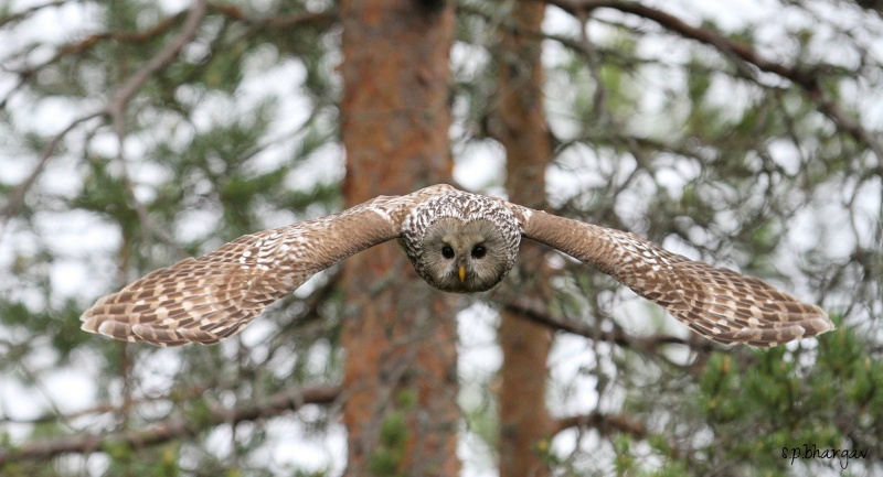 A Ural Owl flies towards us with wings outstretched by S.P. Bhargav