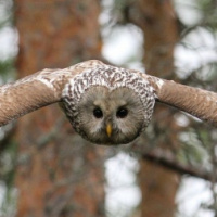 Ural Owl