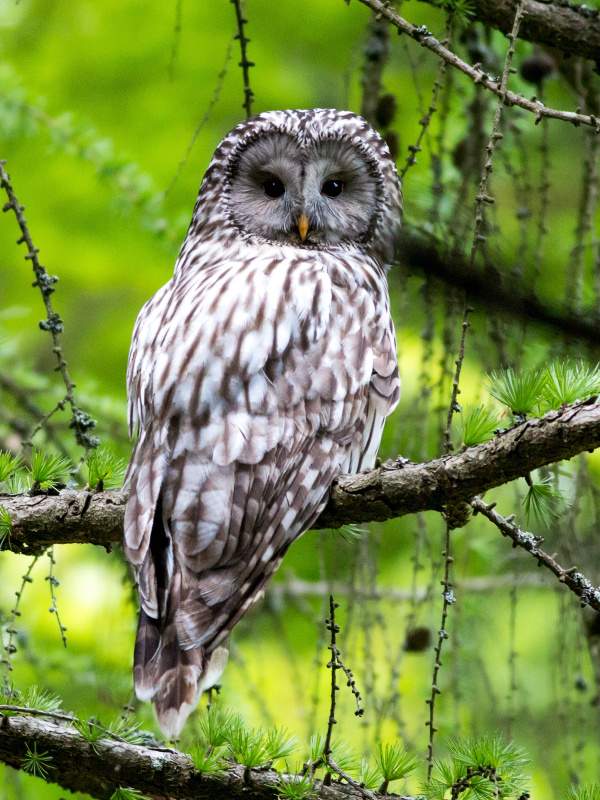 Stunning photo of a Ural Owl looking back by Tom Ruman