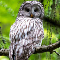 Ural Owl