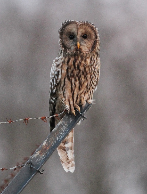 Ural Owl perched on a metal fence post by Tomasz Samolik