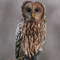 Ural Owl