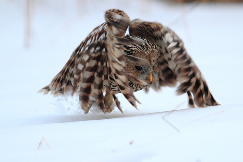 A Ural Owl takes off from the snow by Tomasz Samolik