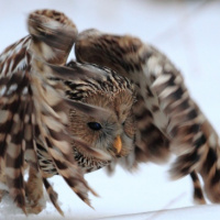 Ural Owl