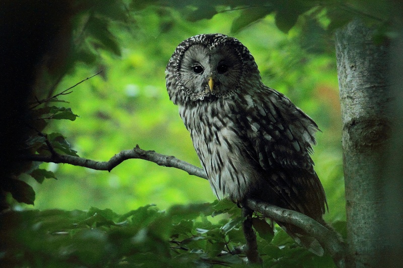 Ural Owl viewed through a gap in the foliage by Tomasz Samolik