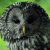 Ural Owl