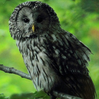 Ural Owl