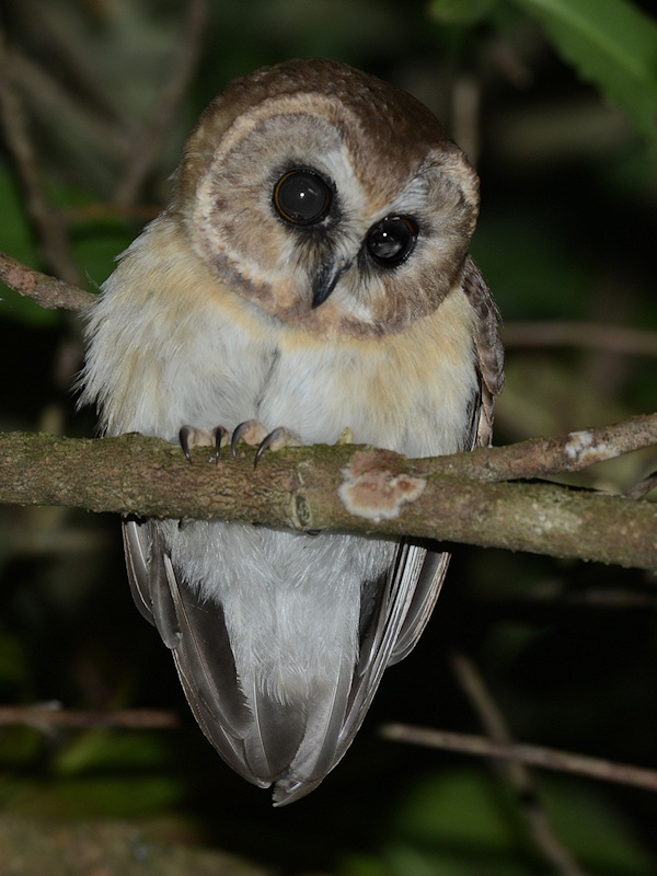 Close view of a Unspotted Saw-whet Owl looking down at night by Alan Van Norman