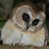 Unspotted Saw-whet Owl