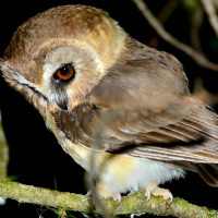 Unspotted Saw-whet Owl