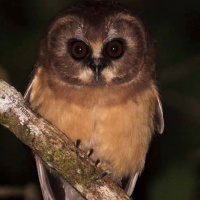 Unspotted Saw-whet Owl