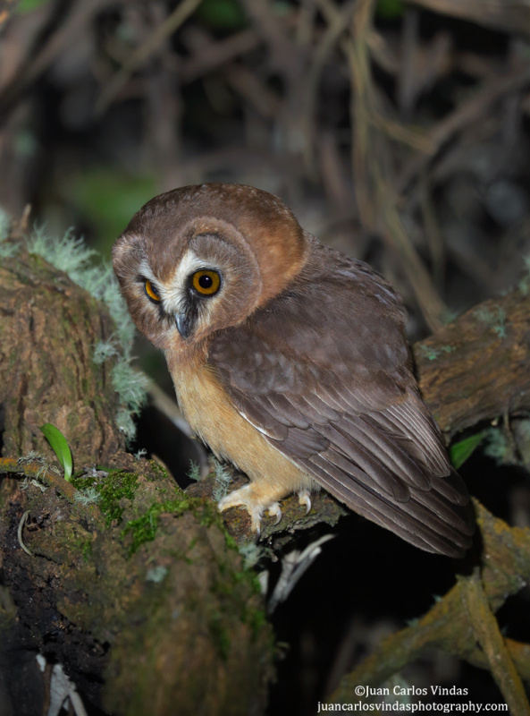 Unspotted Saw-whet Owl looking down from a tree at night by Juan Carlos Vindas