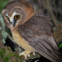 Unspotted Saw-whet Owl