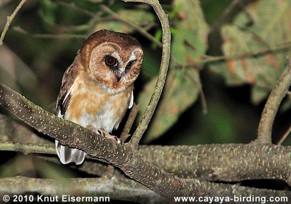 Unspotted Saw-whet Owl looking down from a branch at night by Knut Eisermann