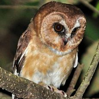 Unspotted Saw-whet Owl