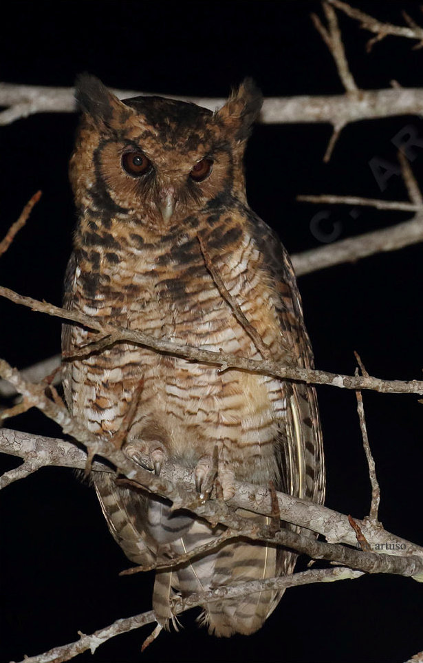 Usambara Eagle Owl perched among thorny branches at night by Christian Artuso