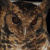 Usambara Eagle Owl