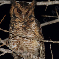 Usambara Eagle Owl