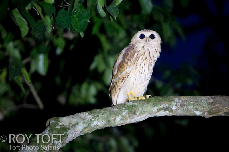 Vermiculated Fishing Owl standing on a branch at night by Roy Toft