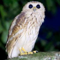 Vermiculated Fishing Owl