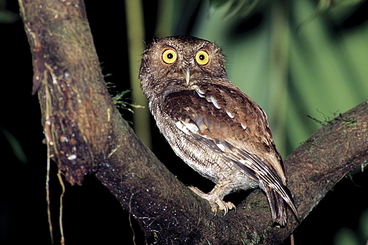 Vermiculated Screech Owl standing in the fork of a tree looking back by Rick & Nora Bowers