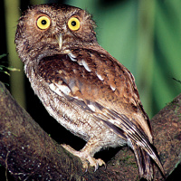Vermiculated Screech Owl