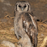 Verreaux's Eagle Owl