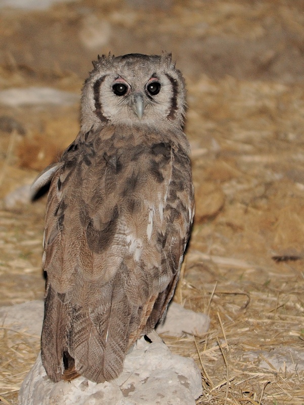 Rear view of a Verreaux's Eagle Owl perched on a rock looking back at us by Alan Van Norman