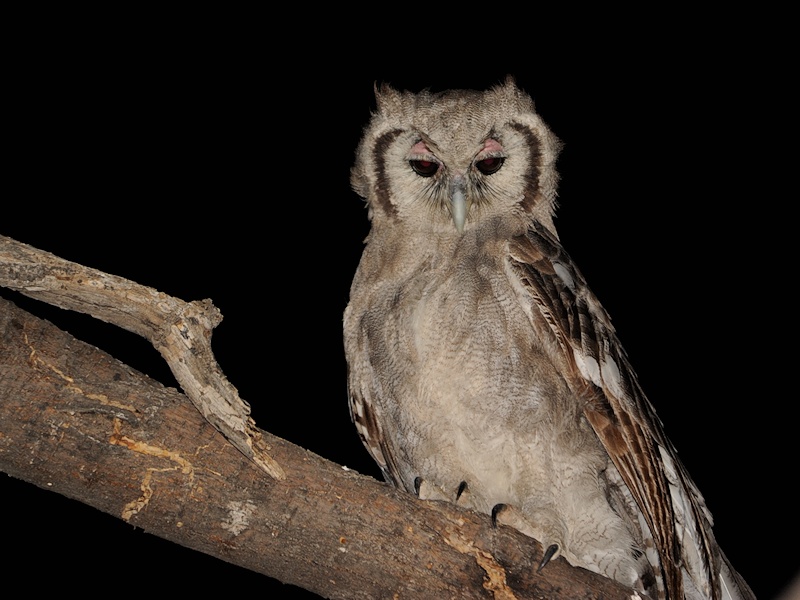 Verreaux's Eagle Owl perched on a thick branch at night by Alan Van Norman