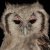 Verreaux's Eagle Owl