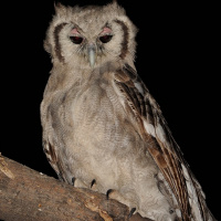 Verreaux's Eagle Owl