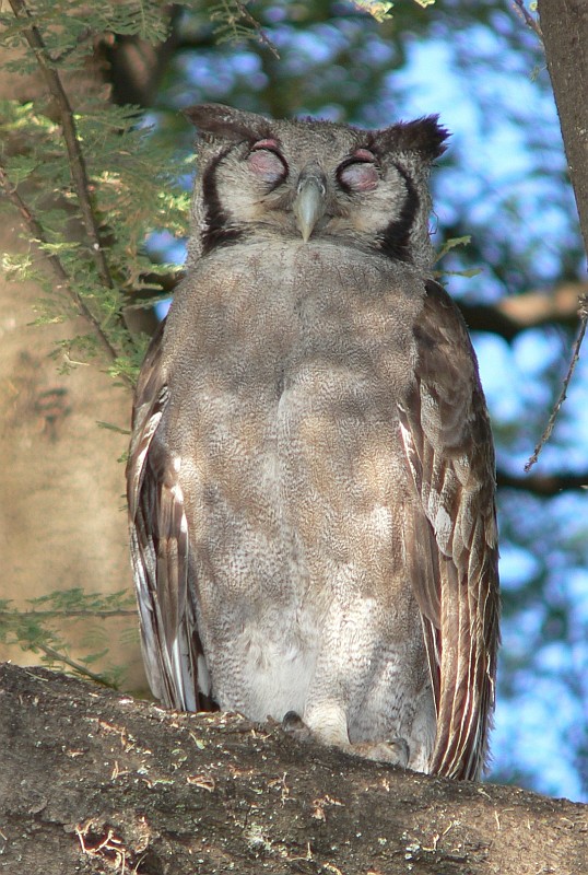 Verreaux's Eagle Owl at roost with its eyes closed by Bruce Marcot