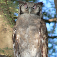 Verreaux's Eagle Owl