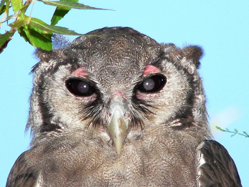 Close facial view of a Verreaux's Eagle Owl by Bruce Marcot