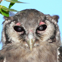 Verreaux's Eagle Owl