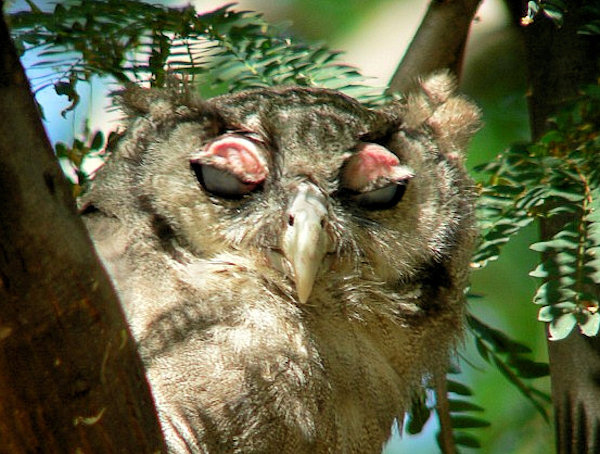 Facial view of a Verreaux's Eagle Owl showing pink eyelids by Bruce Marcot