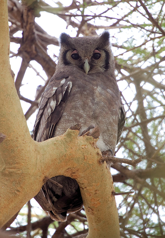 Verreaux's Eagle Owl looking down from a large curved branch by Dirk Van den Berge