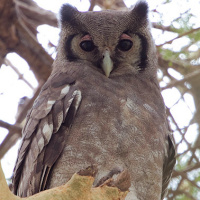 Verreaux's Eagle Owl