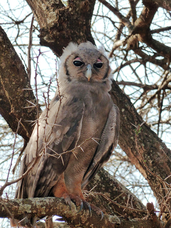 Verreaux's Eagle Owl perched on a branch among thorns by Ingunde Fuehlau