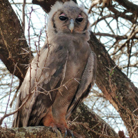 Verreaux's Eagle Owl