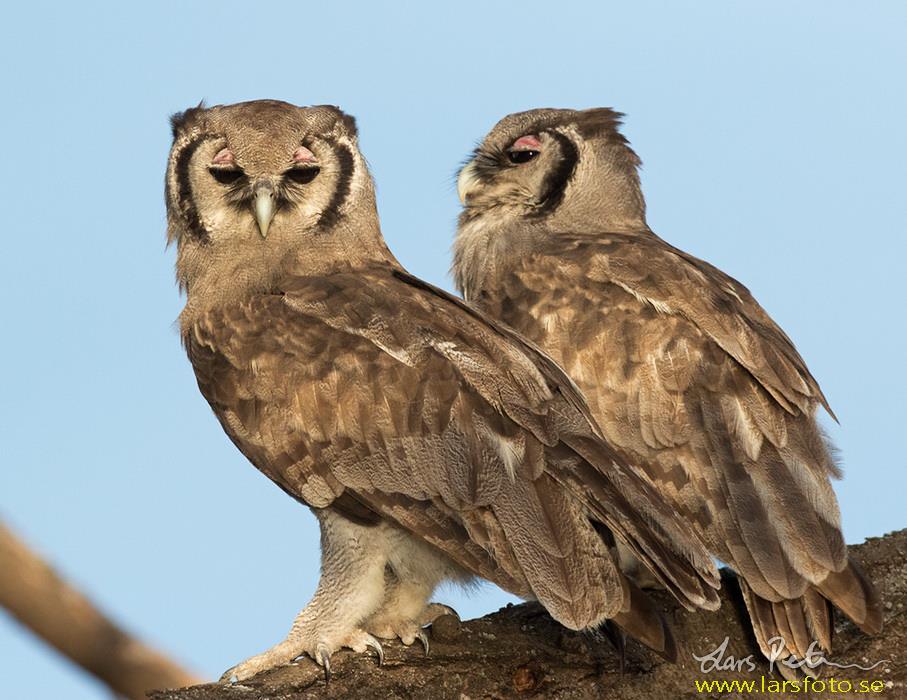 Two Verreaux's Eagle Owls stand together on a thick branch by Lars Petersson