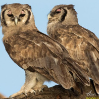 Verreaux's Eagle Owl