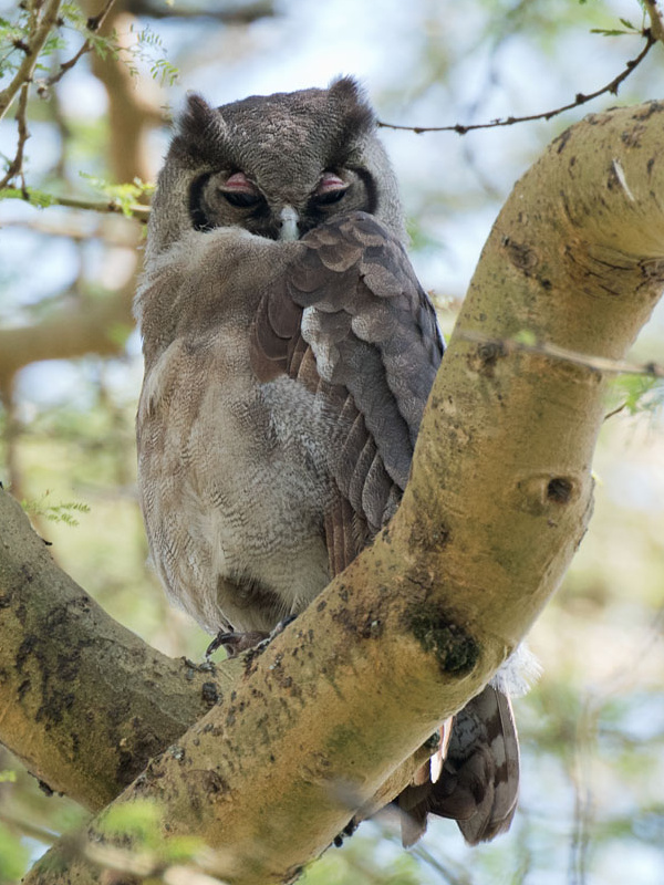 Verreaux's Eagle Owl at roost in the fork of a large branch by Richard Jackson