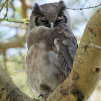 Verreaux's Eagle Owl